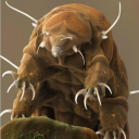 avatar_tardigrade