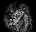 avatar_Lion69