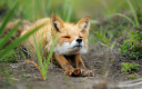 avatar_FoxyFox